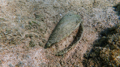 Pinna nobilis