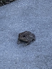 Anaxyrus terrestris