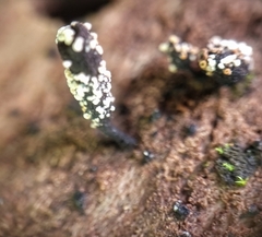 Xylaria