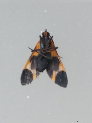 Dycladia