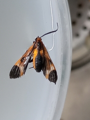 Dycladia