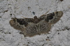 Idaea rusticata