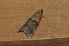Acrobasis repandana