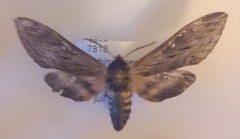 Sphinx poecila