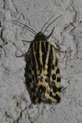 Acontia trabealis