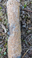 Crustodontia chrysocreas