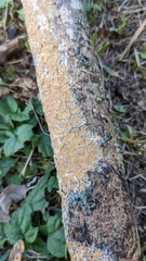 Crustodontia chrysocreas