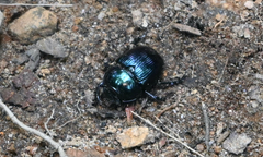 Geotrupes balyi