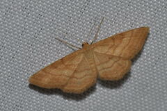 Idaea ochrata