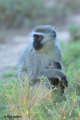 Chlorocebus pygerythrus pygerythrus