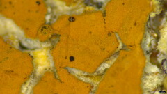 Crustodontia chrysocreas