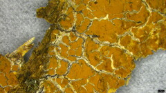 Crustodontia chrysocreas