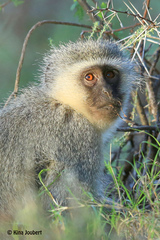 Chlorocebus pygerythrus pygerythrus