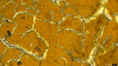 Crustodontia chrysocreas