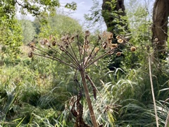 Heracleum sphondylium