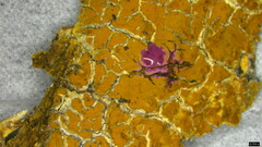 Crustodontia chrysocreas