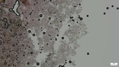 Crustodontia chrysocreas