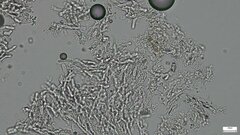 Crustodontia chrysocreas