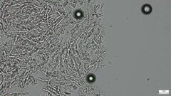 Crustodontia chrysocreas