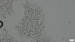 Crustodontia chrysocreas