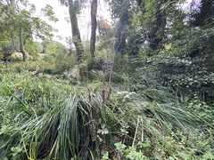 Heracleum sphondylium