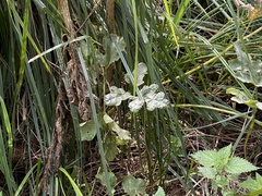 Heracleum sphondylium
