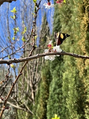 Vanessa itea