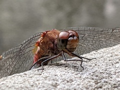 Sympetrum rubicundulum