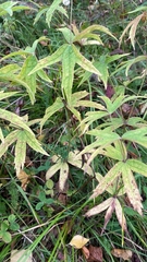 Anemonastrum dichotomum