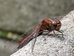 Sympetrum rubicundulum