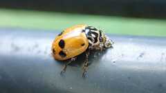 Hippodamia variegata