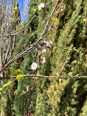 Vanessa itea