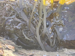 Phyllospora comosa