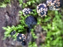 Xylaria