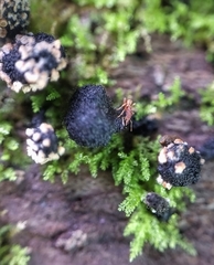 Xylaria