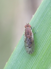 Heleomyzidae