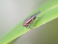 Heleomyzidae