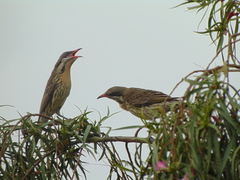 Acanthagenys rufogularis