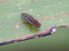 Heleomyzidae