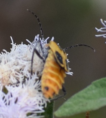 Chauliognathus scutellaris