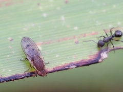 Heleomyzidae