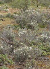 Olearia pimeleoides