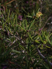 Melaleuca nodosa
