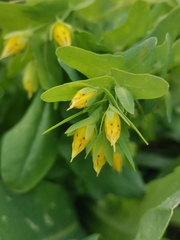 Cerinthe minor