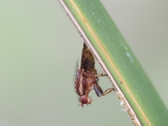 Heleomyzidae
