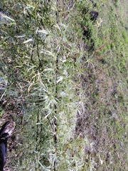 Clematis microphylla