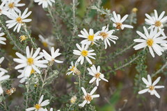 Olearia pimeleoides