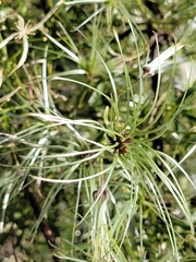 Clematis microphylla
