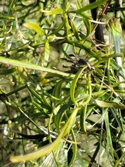 Clematis microphylla