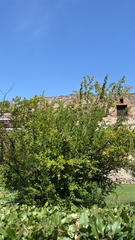 Punica granatum
